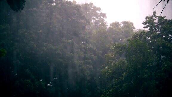 热带雨