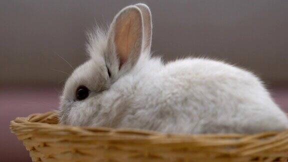 可爱的毛绒绒的兔子在篮子里吃宠物作为生日礼物收养