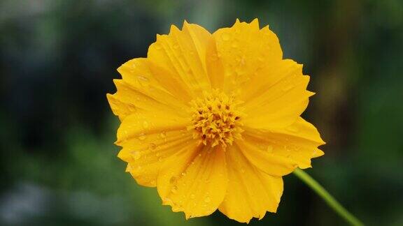 雨滴落在黄色的宇宙花上