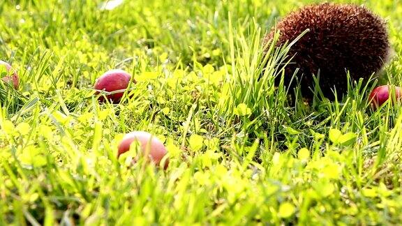 夏天刺猬在草丛中走来走去嗅来嗅去到处都是红苹果