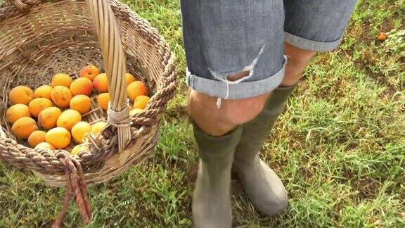 日落时分一个年轻的农民提着装满杏子的篮子在菜园里散步