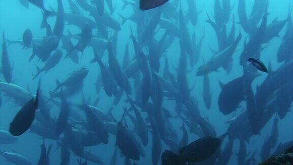 在加拉帕戈斯群岛上金枪鱼在蓝色背景的海水中游动