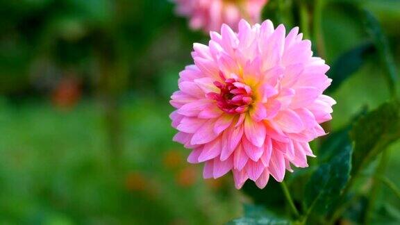 盛开的粉红色大丽花在田野多莉拍摄