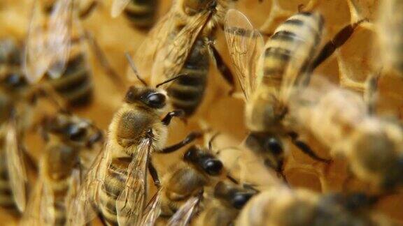 蜂房上的蜜蜂-HDNTSC
