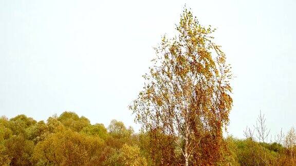 鸟瞰图黄色的秋叶桦树在强烈的风颤背柳树林树在风中摇摆五颜六色的树叶的树成熟的秋天树在风中摇摆秋天的森林里树叶飘落环境保护森林资源
