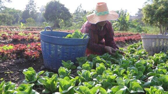 蔬菜有机和水培蔬菜卷心菜生长在一个农民的田地里