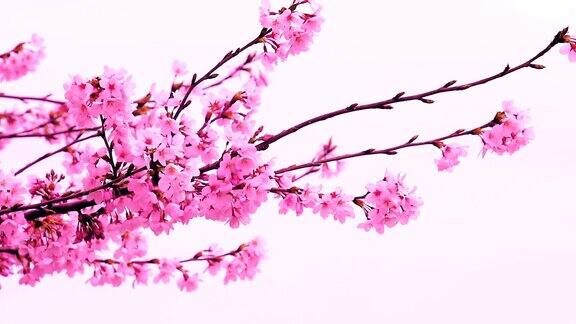 在日本粉红色的樱花迎风盛开