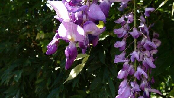 蜜蜂为开花的紫藤树的花授粉