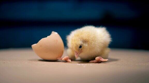 小鸡无助地在破蛋里走来走去
