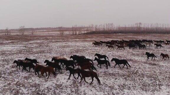 在白雪覆盖的田野上奔跑的一群野马