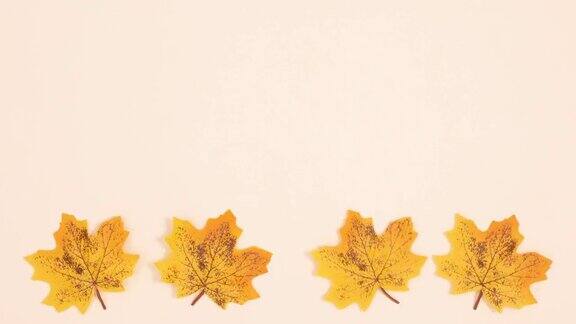 秋天黄色的叶子在米色的背景底部旋转停止运动