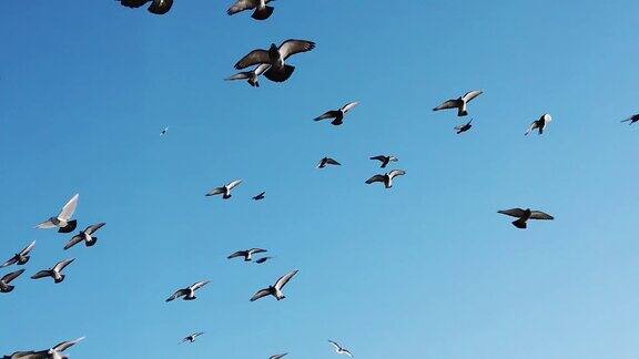 鸽子群飞在哈德逊河上面向纽约市