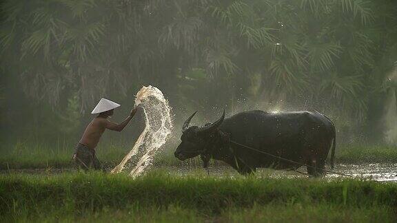 亚洲农民与水牛