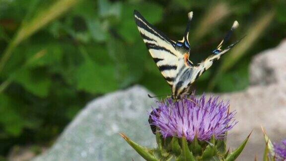 飞行美丽的蝴蝶
