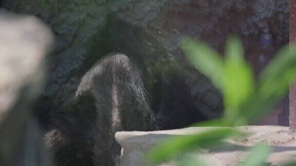 动物在动物园里悲伤的黑猩猩坐在动物园里