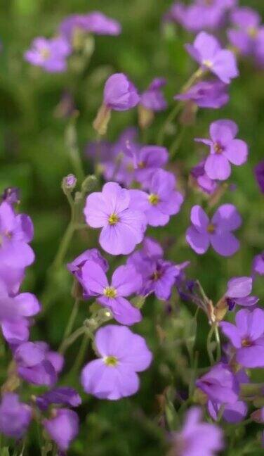 田野里的紫色花朵