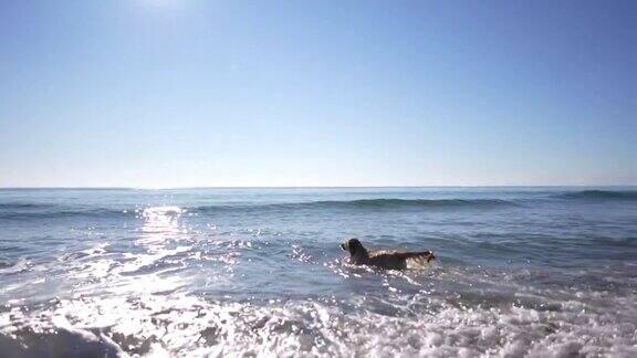 慢动作金毛寻回犬在海里游泳