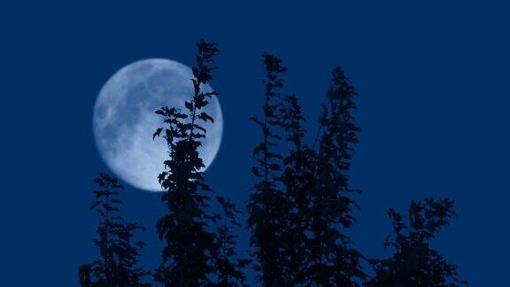 又高又细的树梢后的月亮