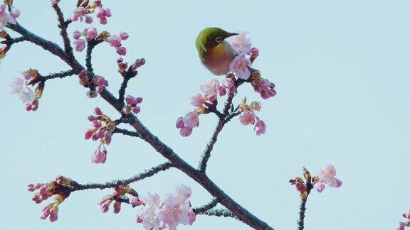 白眼从樱花上吮吸花蜜