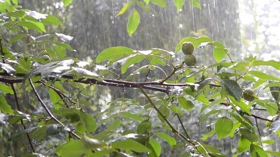 大雨天绿叶树夏天