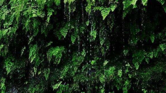 雨滴从茂密的绿色蕨类植物上落下