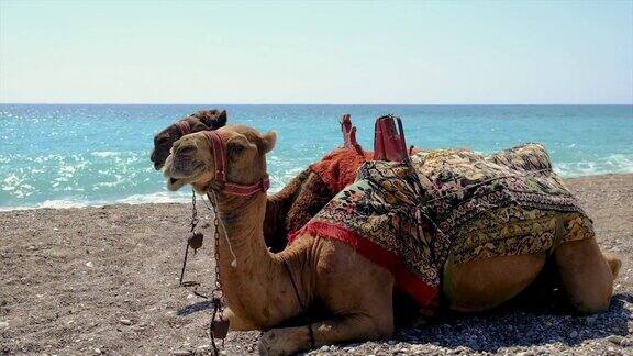 骆驼在海边附近选择性聚焦大自然