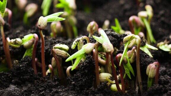 植物生长滞后发芽春夏季农业