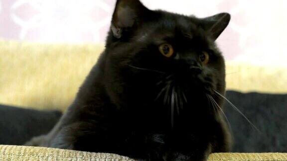 橙色眼睛的英国黑猫正在寻找玩具