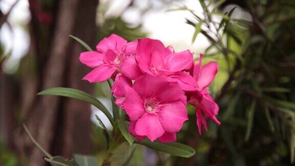 美丽的粉红色花朵被风轻轻地吹着背景模糊了