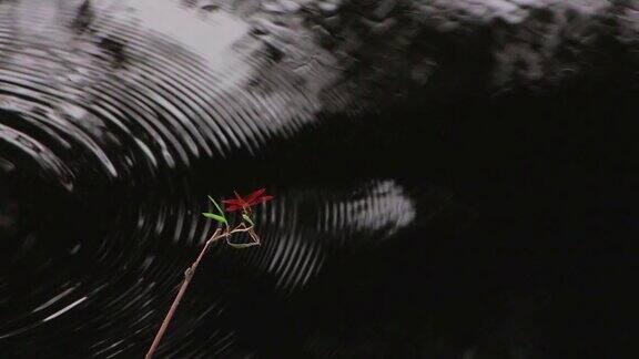 沼泽里的红蜻蜓