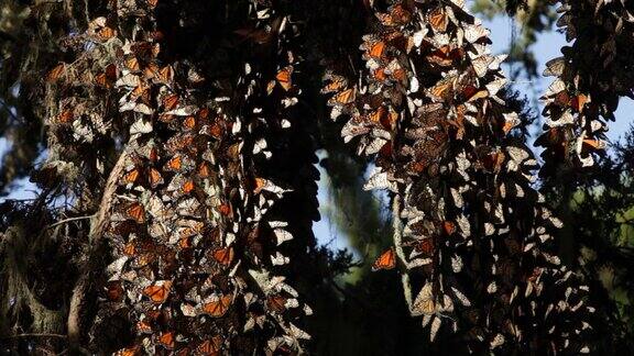 加利福尼亚迁徙的黑脉金斑蝶的杉木树枝