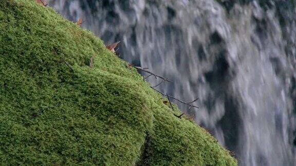 秋天苏格兰林地瀑布前的岩石上覆盖着苔藓