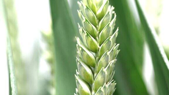 阳光和风下生长的绿色小麦