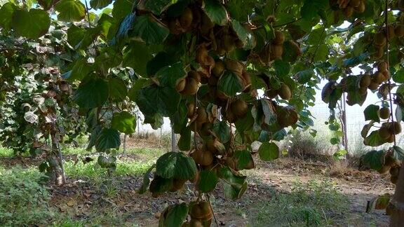 猕猴桃种植园巨大的果实串