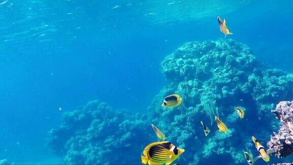 奇异的蝴蝶鱼在蓝色的海蓝色背景上红海的海底世界