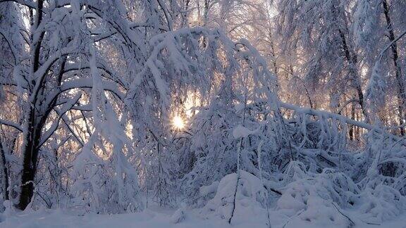 在冬天的森林里阳光照耀着白雪覆盖的童话森林