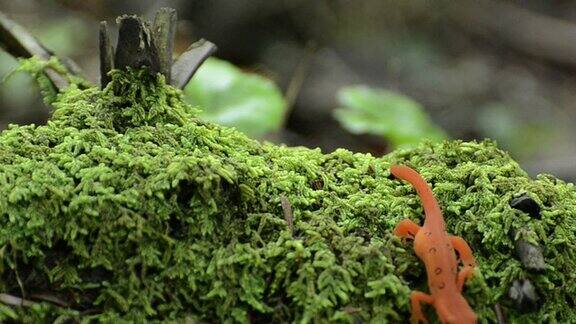 红斑蝾螈在长满苔藓的原木上