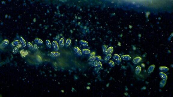 漂浮在水中的纤毛虫微生物群落