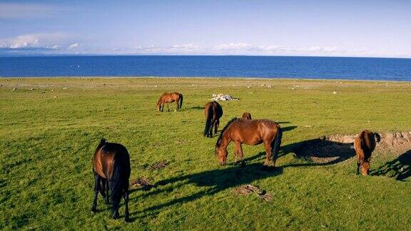 中国青海湖边的马群