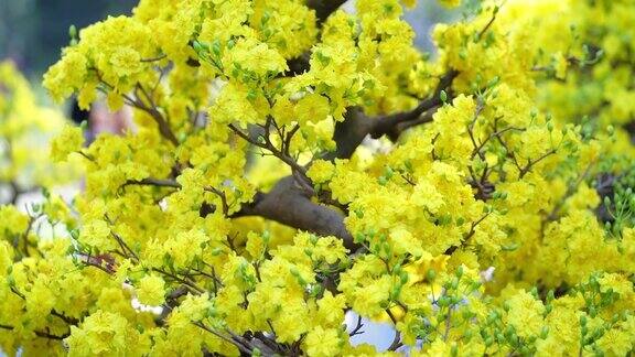 杏树盆景盛开黄色花枝曲线美别具一格