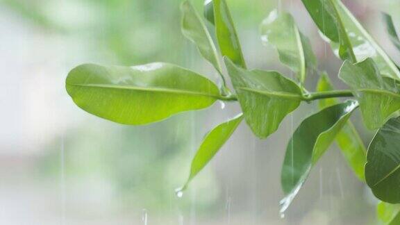 在雨中摇曳的塔马努植物的小枝