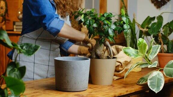 女人移植室内植物