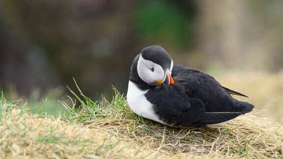大西洋海雀可爱的动物鸟野生动物海鸟夏天