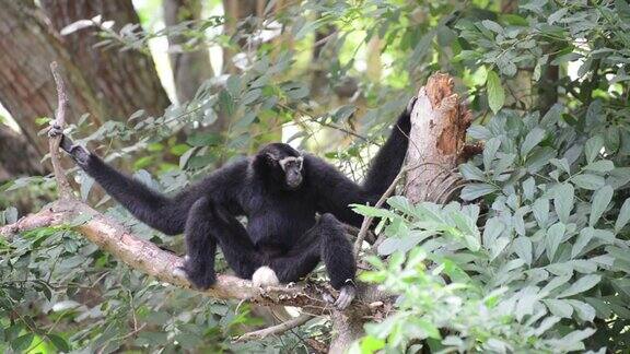 Siamang(一种长臂猿)家族