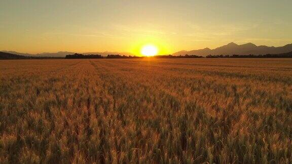 空中特写:日落时分大片农田上的金色麦田
