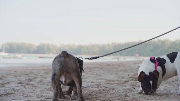 阳光明媚的日子里这只法国斗牛犬在海滩上嗅着沙子