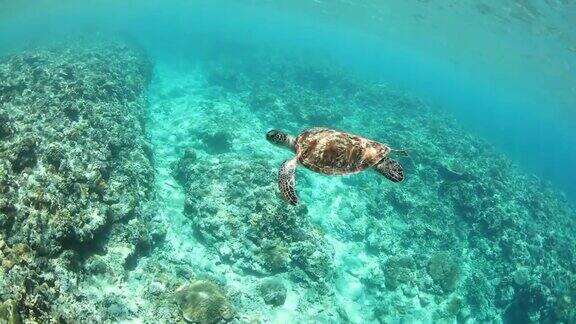 一只海龟在清澈的海水中浮出水面呼吸空气