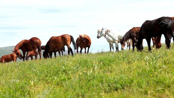 这群马在山上的草地上吃草