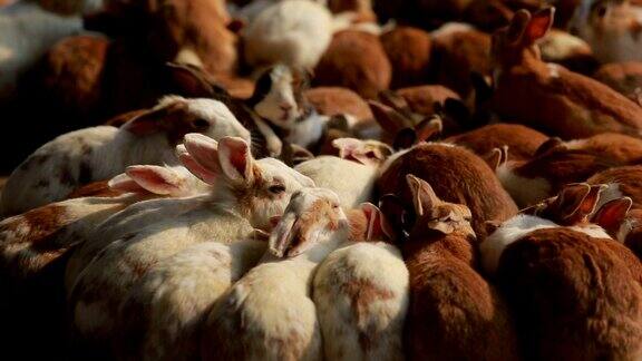 在动物农场喂兔子可爱的兔子群在农场吃