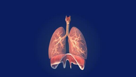 人类肺部保健医学背景
